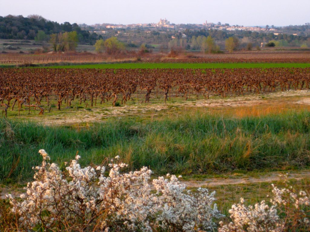 Country view towards Uzès, Langudeoc Roussillon, France