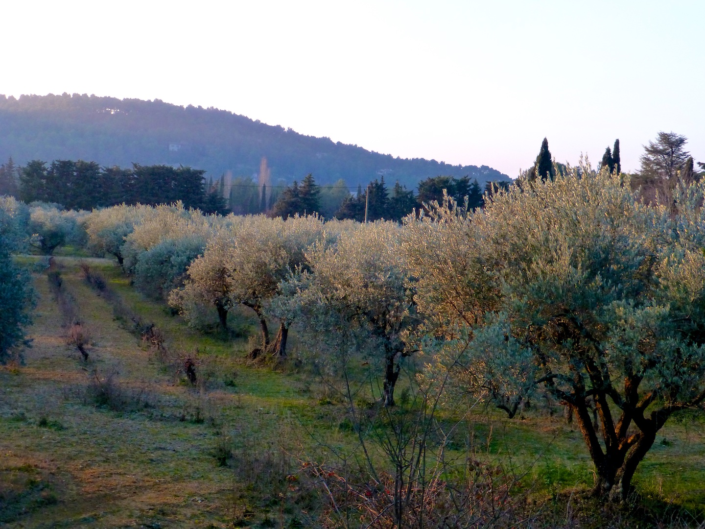 Provence Olive trees at first light