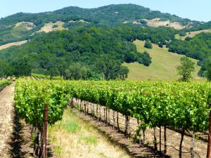 Napa Valley vineyards, California, USA