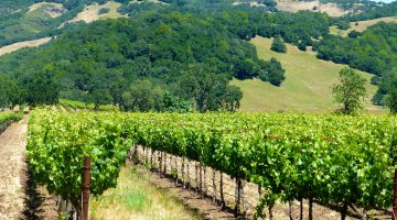 Napa Valley vineyards, California, USA