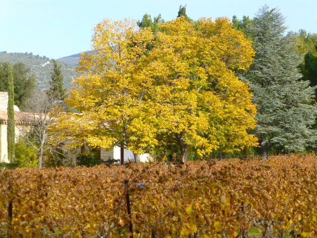 Autumn shades in Provence