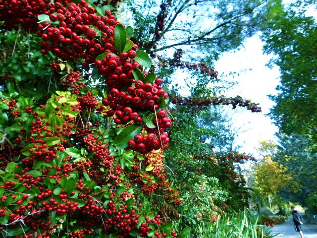 Autumn berries in the Luberon Valley, Vaucluse, Provence, France