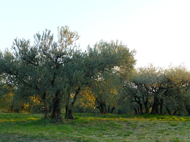 Olive trees under the Alpilles on route to Les Baux-de-Provence