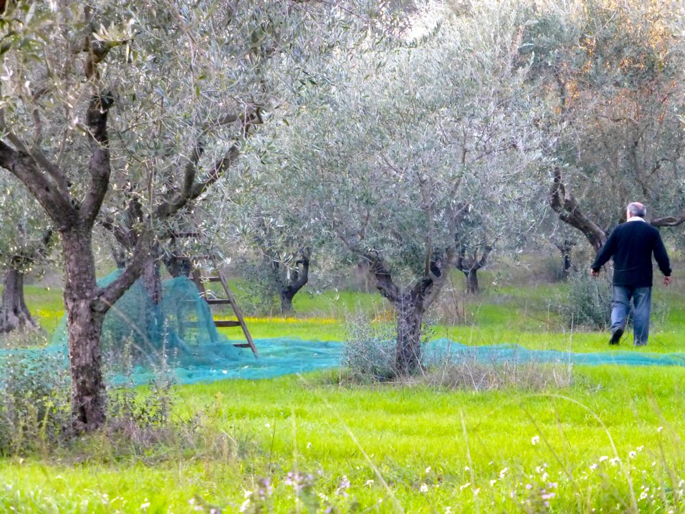 Harvesting olives in Lourmarin, Provence, November 2012