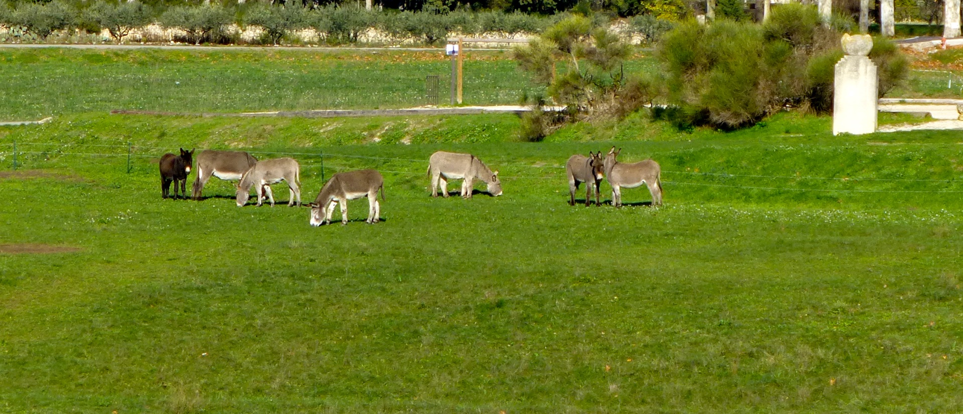 Donkies in Lourmarin, Luberon, Provence, France near Christmas time