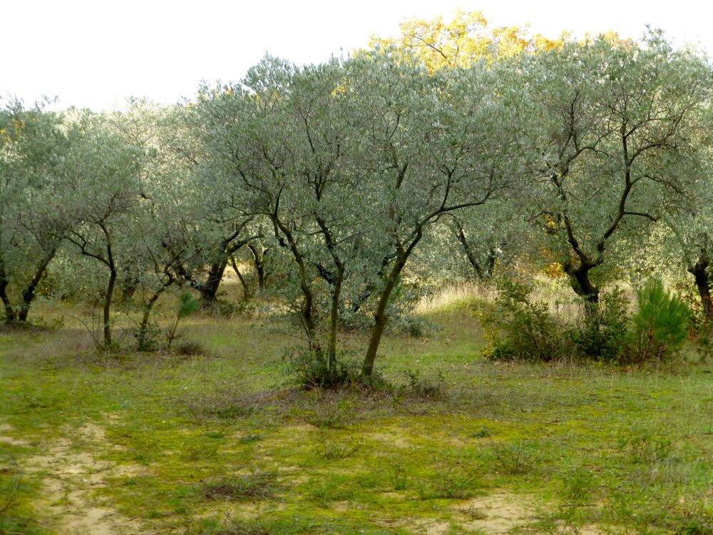Olive Trees In Lourmarin, Provence, France
