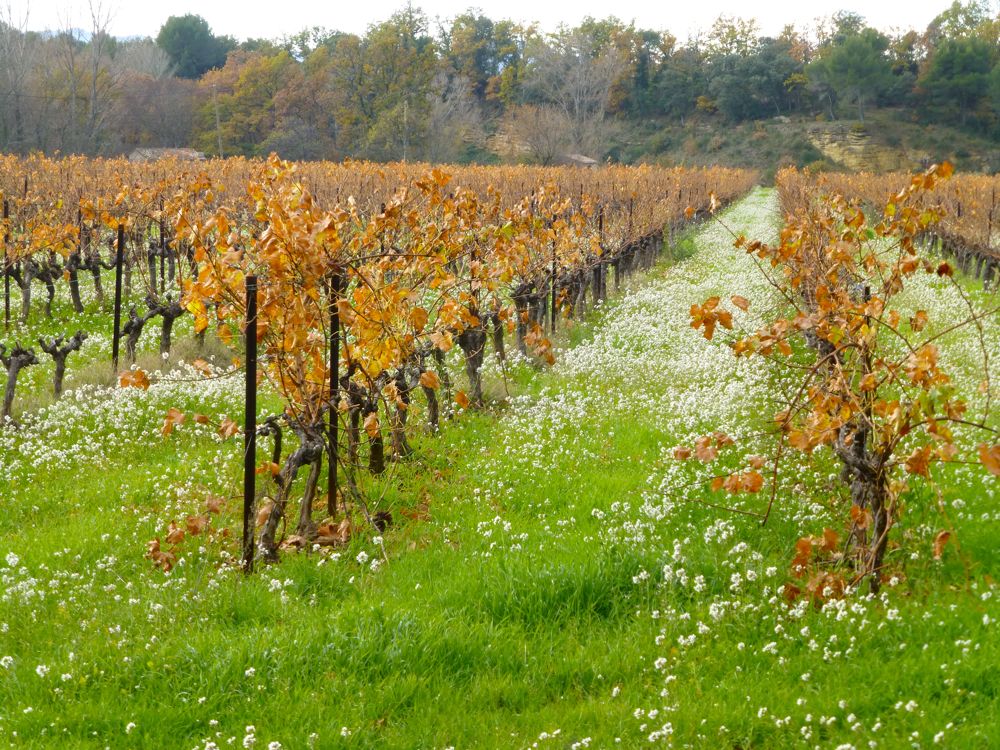  Vineyards in Lourmarin, Provence, in December