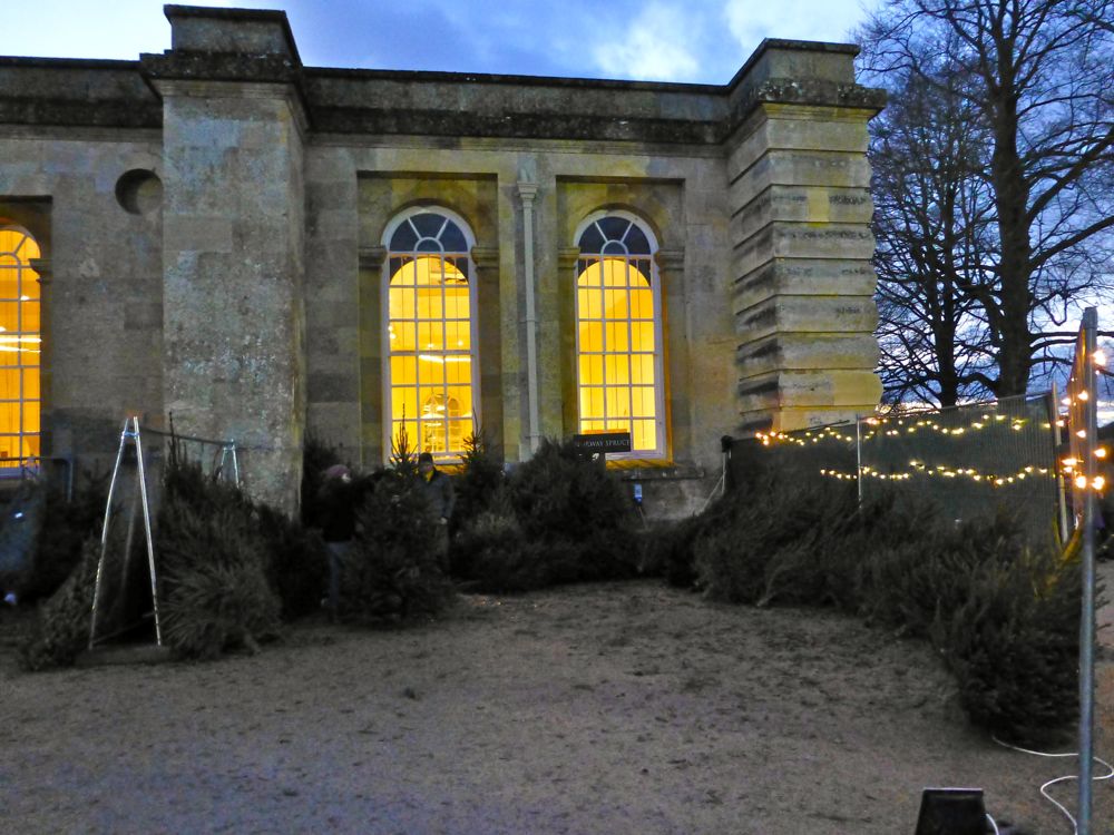 Christmas trees for sale outside Blenheim Palace, Woodstock, England