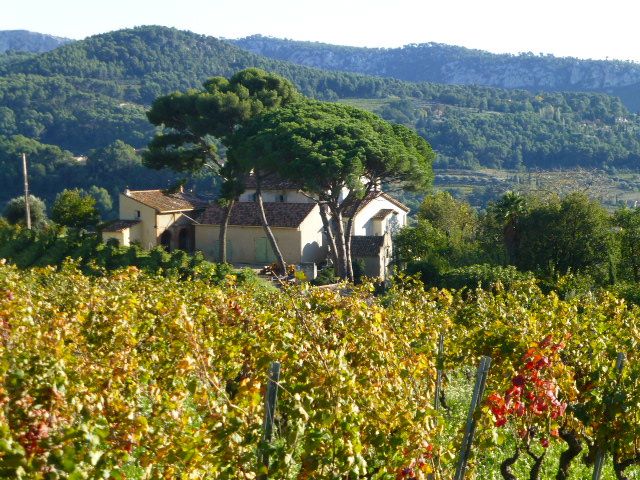 The vineyards of Bandol, Provence, France