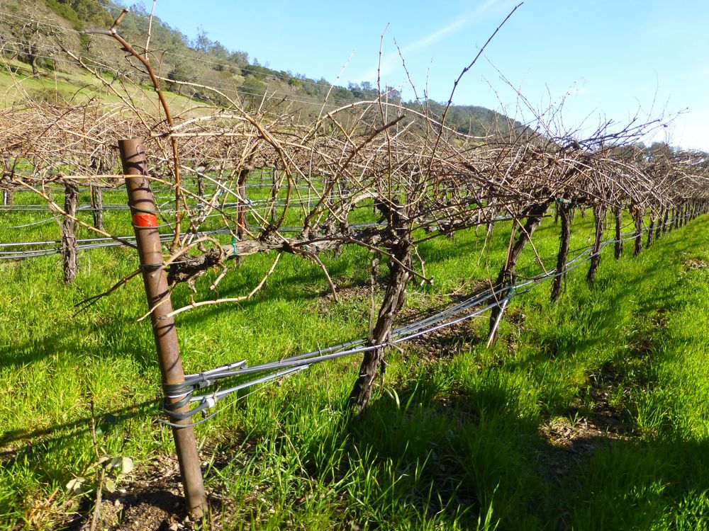 Napa Valley vines in January