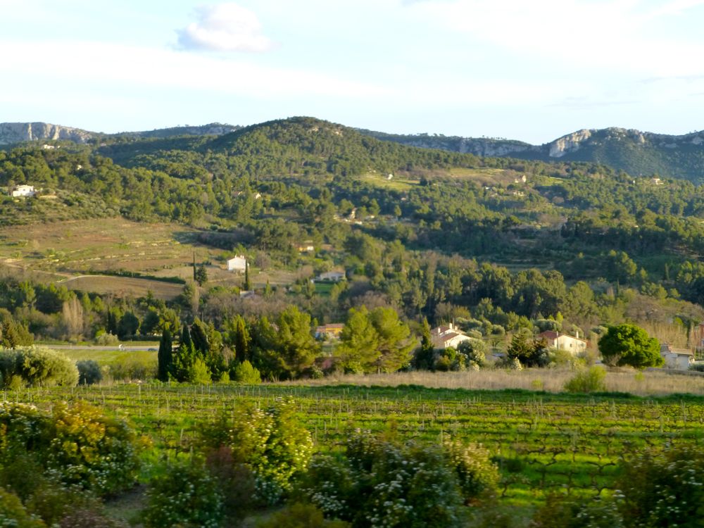 Vineyards of Bandol and Les Castellets, Var, Provence, France