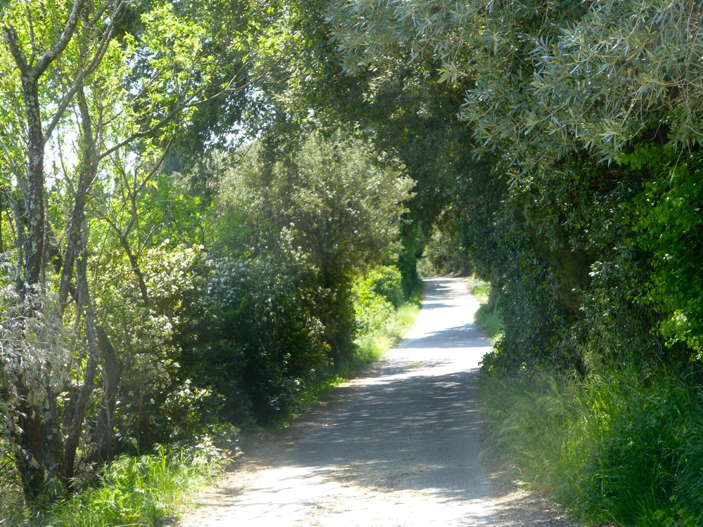 Lane in Lourmarin, Vaucluse, Luberon, Provence, France