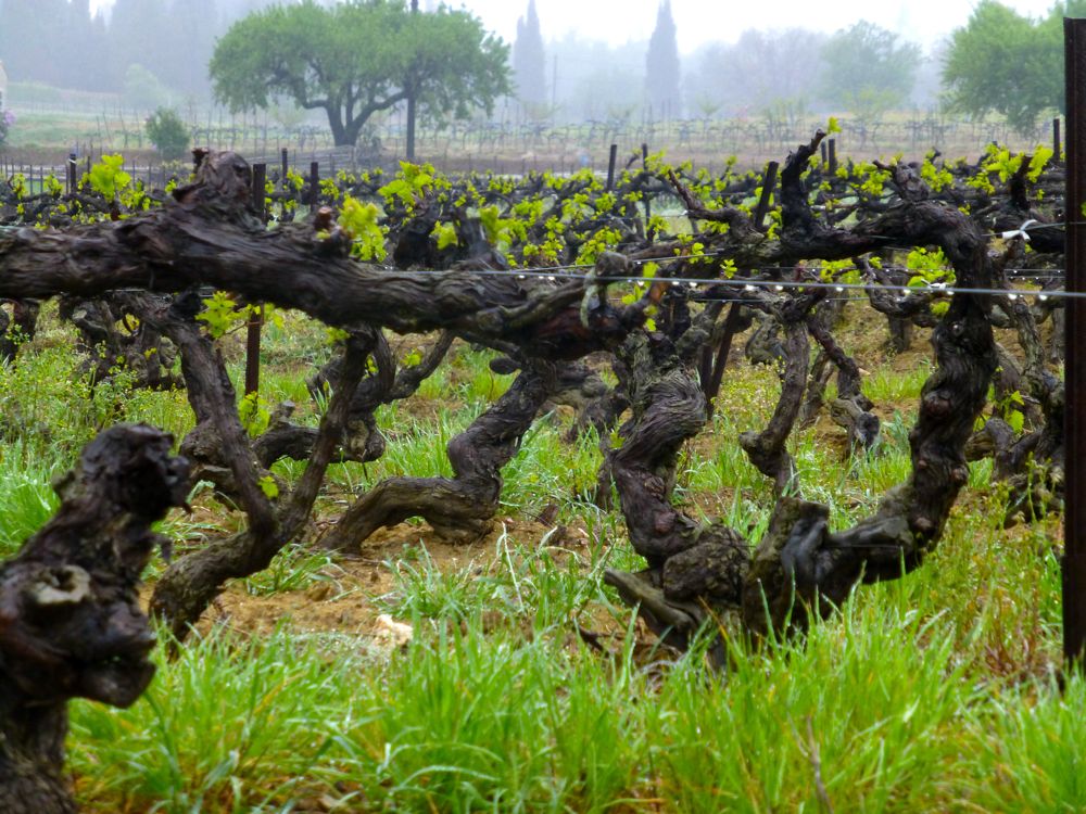 Lourmarin Vines in April rain, Luberon, Provence