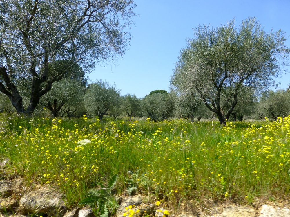 Olives trees, Lourmarin, Luberon, Provence, France