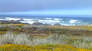 17 Mile Drive near Carmel, California, USA