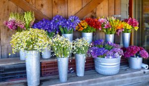 Carmel Valley, California, flowers at Earth Bound Farm