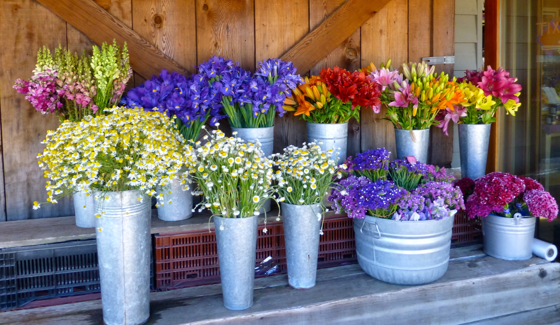 Carmel Valley, California, flowers at Earth Bound Farm