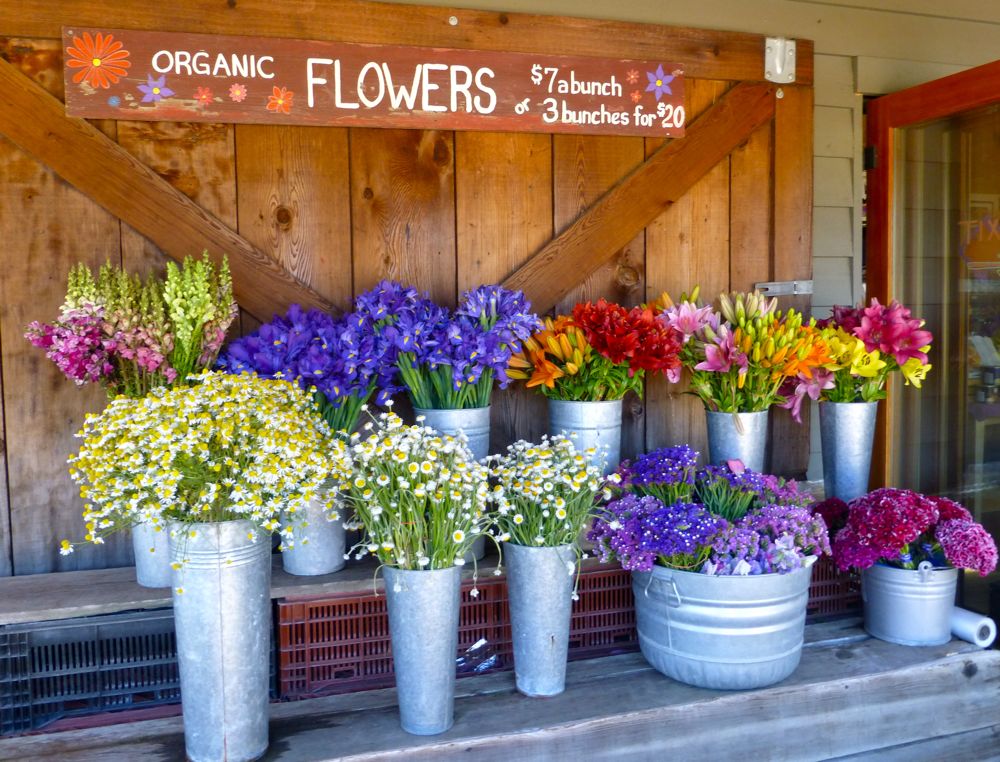 Carmel Valley, California, flowers at Earth Bound Farm