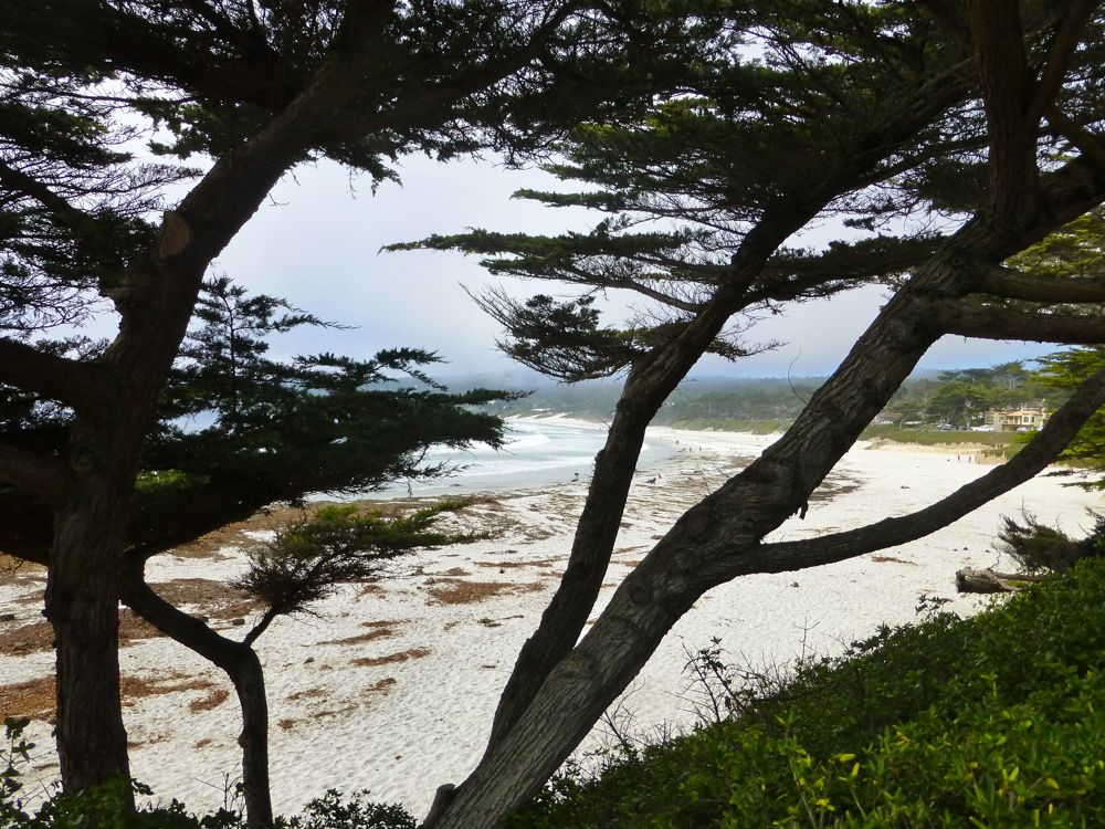 Fog rolling in, through the Cyprees trees onto Carmel Beach, Carmel, California, USA