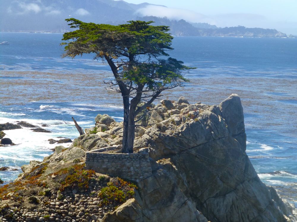 The Lone Cypress on 17 Mile Drive, California