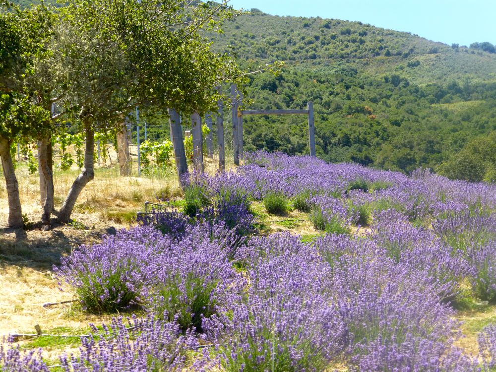 California Lavender in Carmel