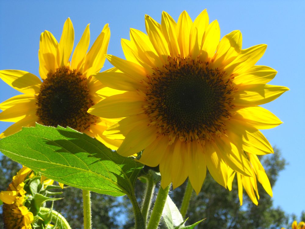 California sunflowers