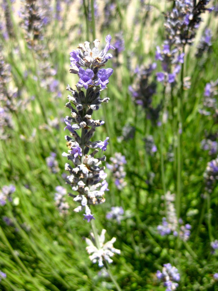 Lavenders in California