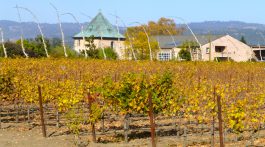 Califorinia winery in November