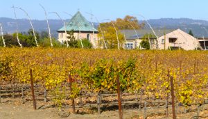 Califorinia winery in November