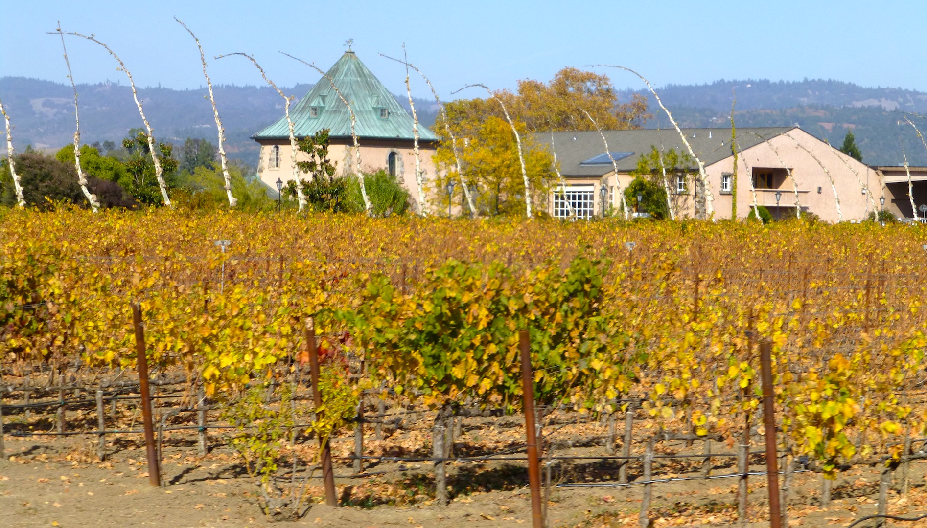 Califorinia winery in November
