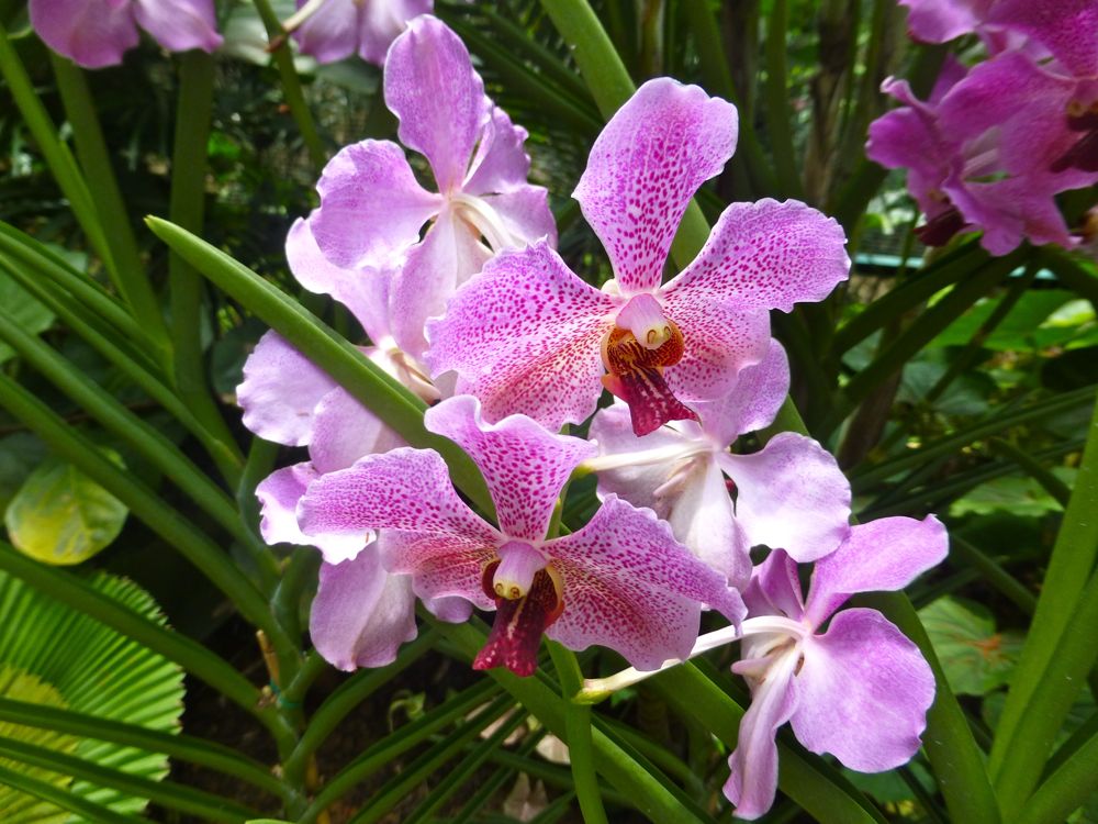 Pink Orchids, Singapore Botanical Gardens