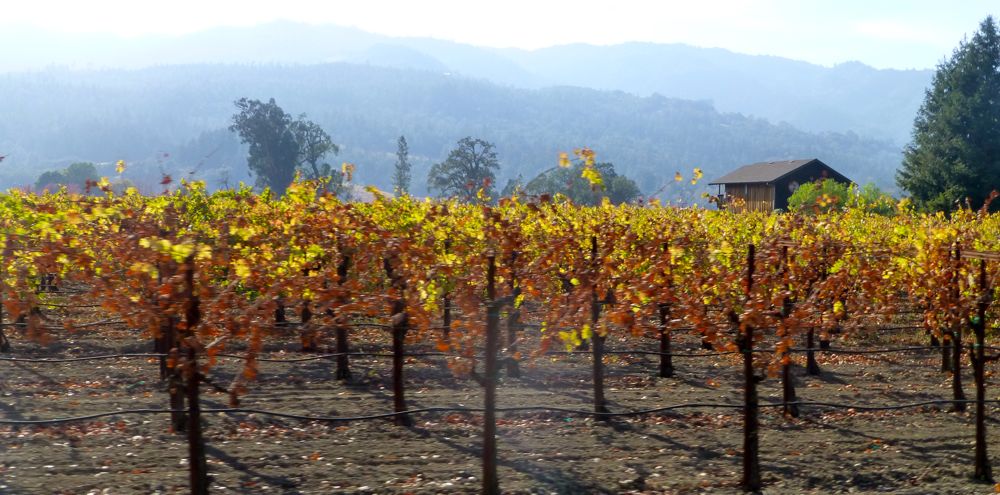 Californian Napa Valley vines in November