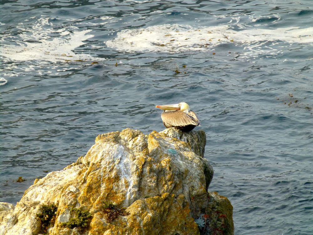 Pelican, Bird Island Point Lobos Carmel on Bird Island Point Lobos Carmel. California, USA