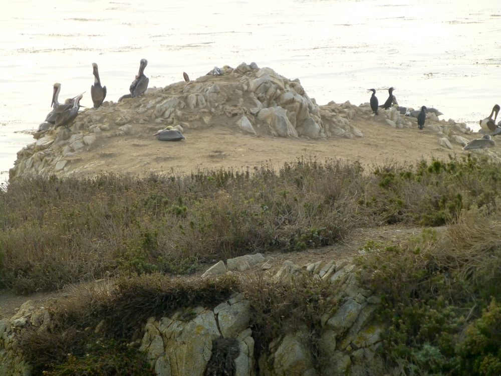 Pelicans & cormorants Bird Island Point Lobos Carmel on Bird Island Point Lobos Carmel. California, USA