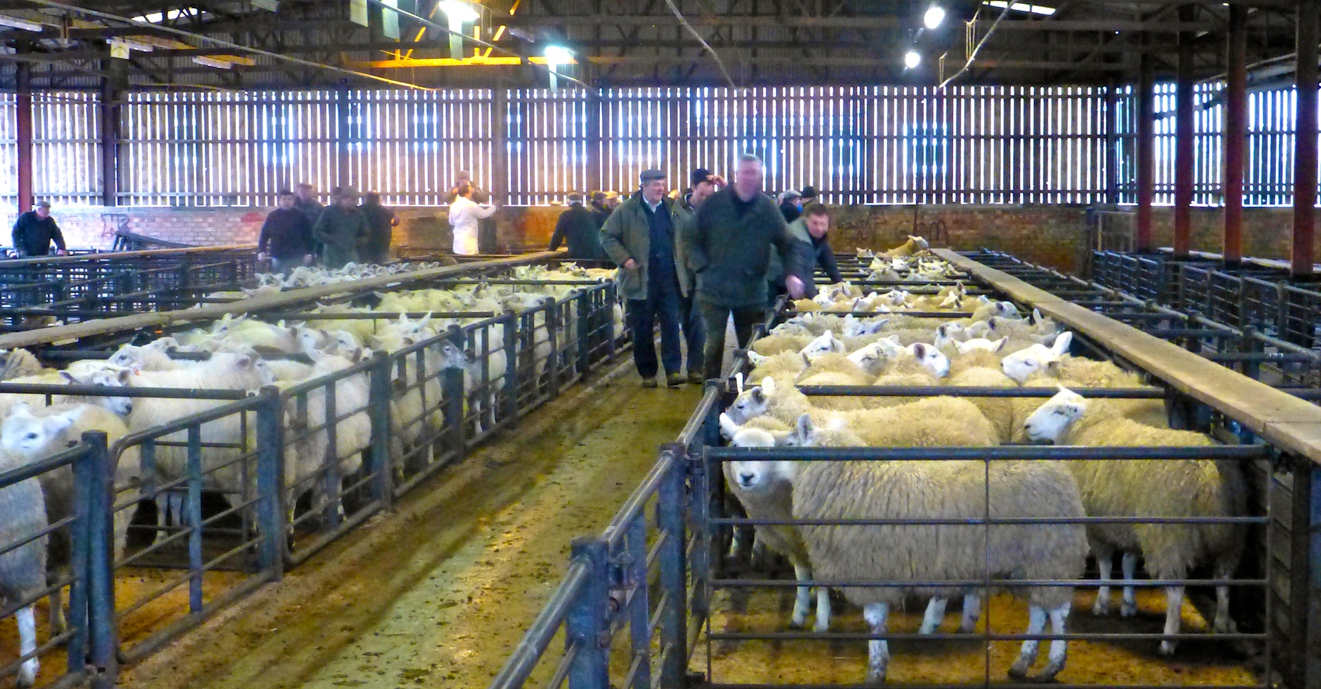 The Malton Sheep Market, Malton, North Yorkshire, England