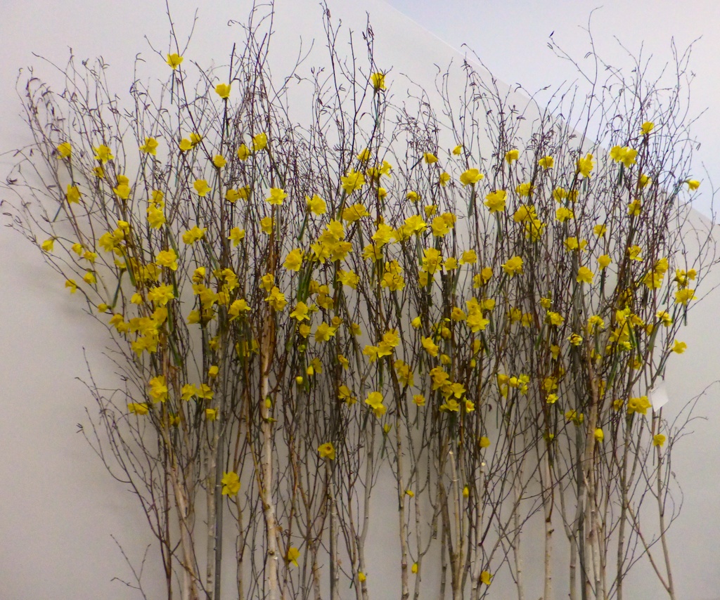 Bouquets to Art, Daffodils, de Young Museum, San Francisco