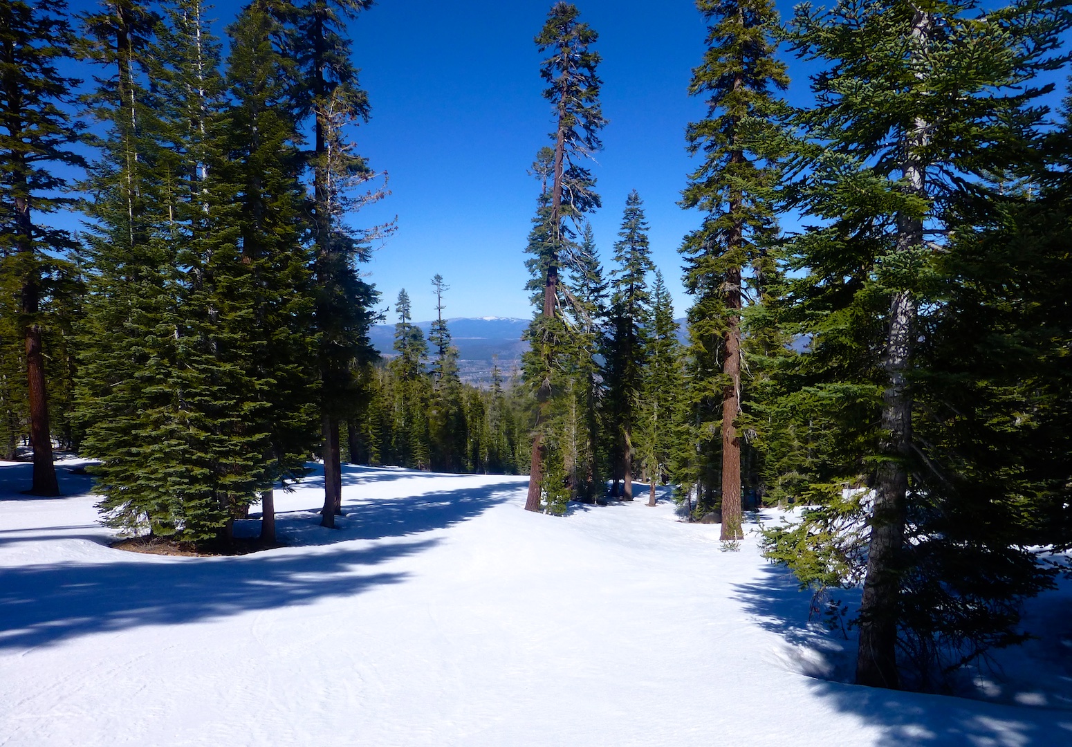 Through the trees on the Northstars' slopes, Lake Tahoe, California, USA