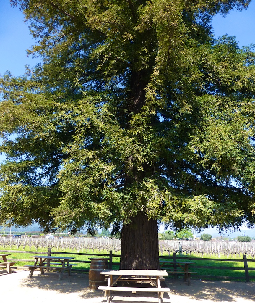 Californian Redwood picnic spot in Napa Valley