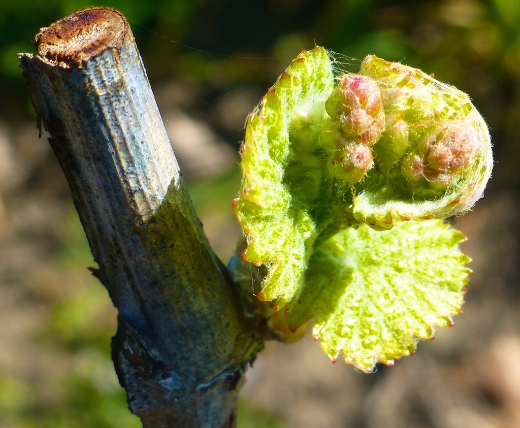 A new bud at Napa's Silver Oak