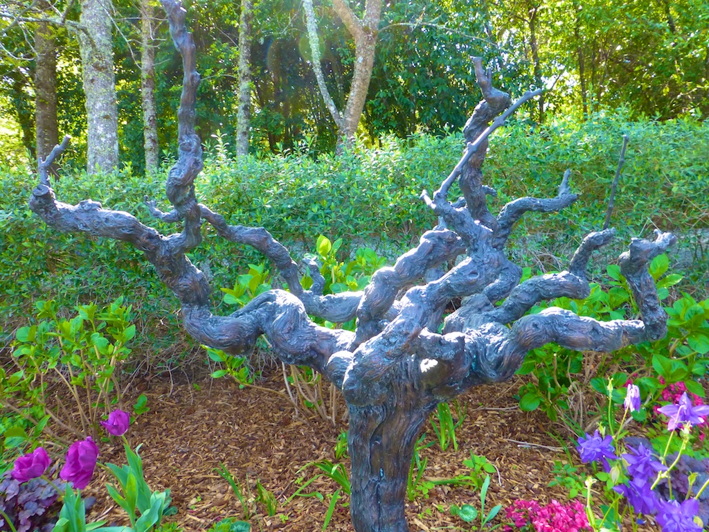 Ancient vines at Rombauer, winery, Napa Valley, California