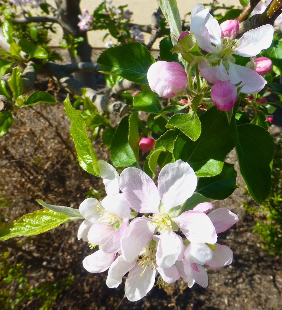 Blossoms in Napa Valley, California