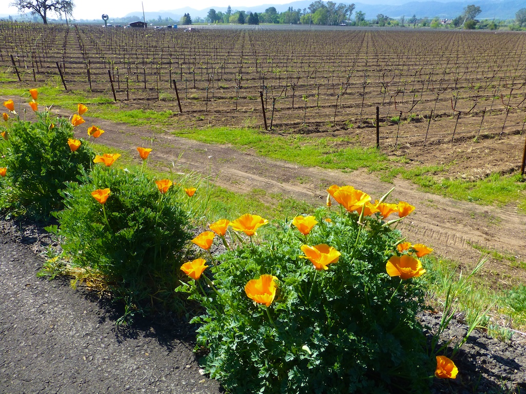 California poppies by Napa Valley vineyards