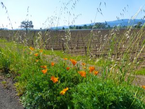 Napa Vineyards & spring California Poppies, Napa Valley, California. USA
