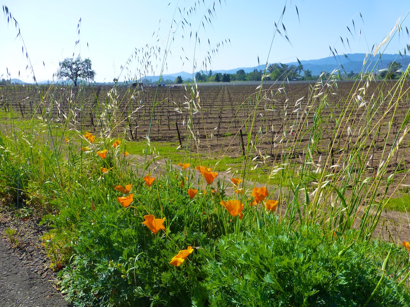 Spring flowers and blossoms among the Napa Valley vines - Shutters ...