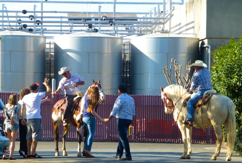 Cow boys outside BV winery Napa Valley