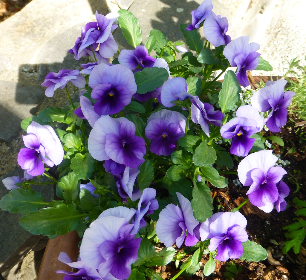 Pansies at Rombauer, winery, Napa Valley