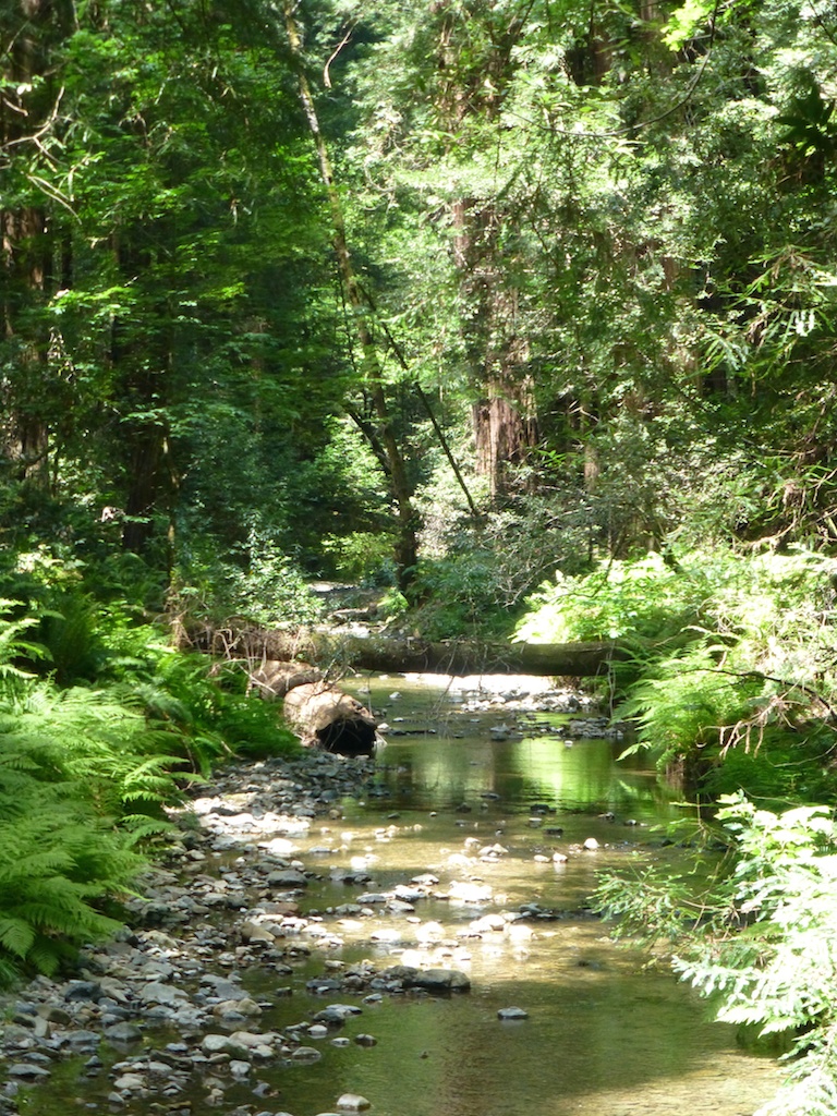 The stream in the woods at Muir Woods, San Francisco