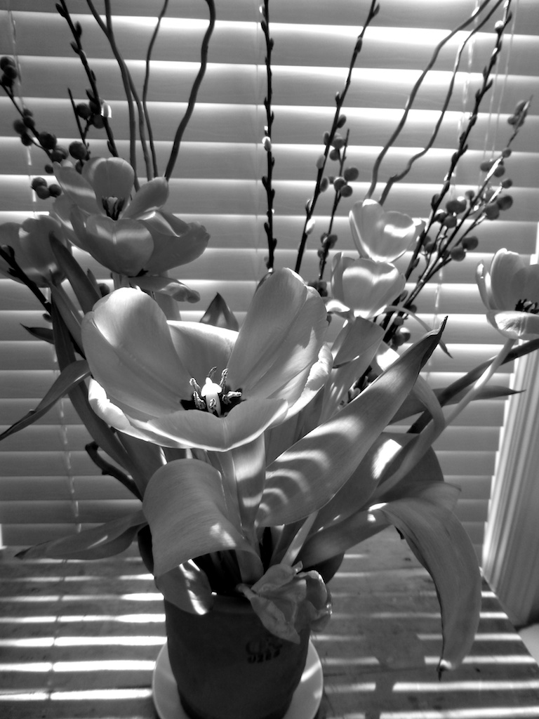 Vase of tulips - in black and white