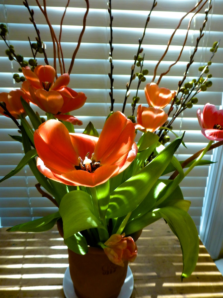 vase of springtime tulips