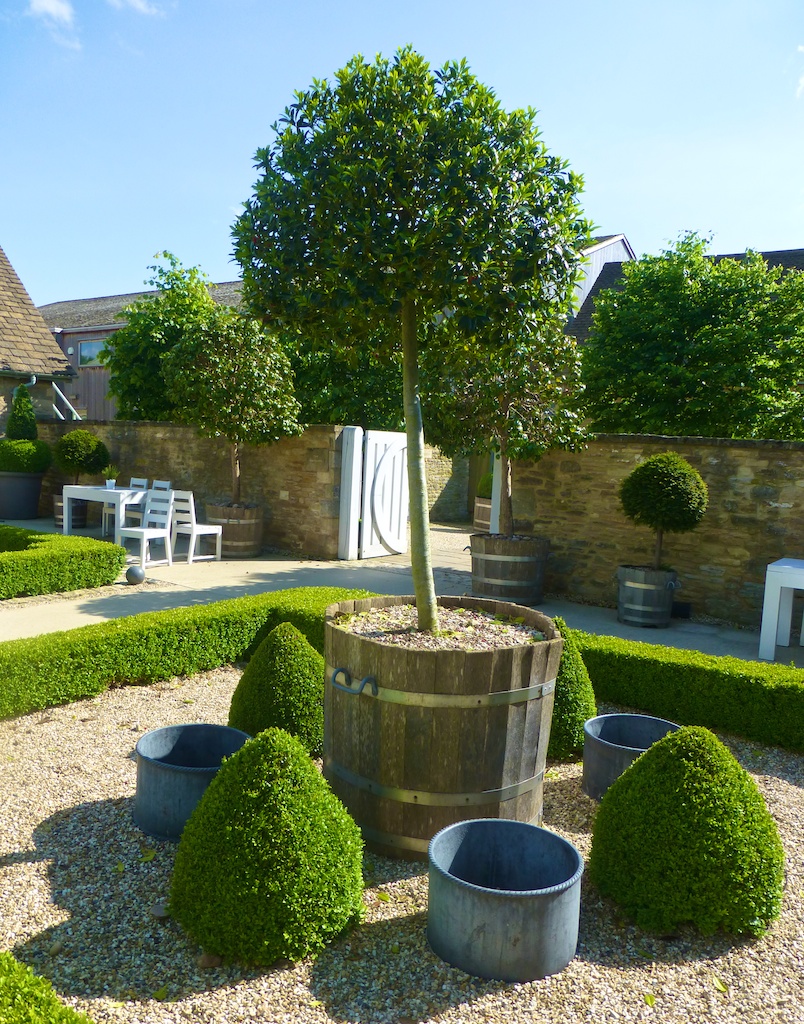 olly tree topiary, Daylesford Barns in the Cotswolds